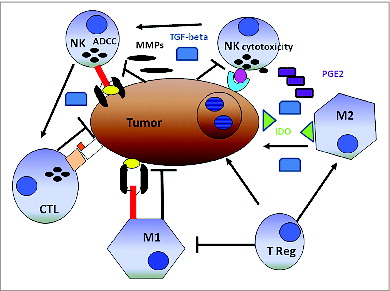 Figure 4. Schematic representation of the alleged relationship between the immune system and solid tumors. Cancer cells cooperating with anti-inflammatory macrophages (M2) contribute to creating an immunosuppressive tumor microenvironment including indoleamine-2,3-dioxygenase (IDO) production, which induces tryptophan depletion and L-kynurenine accumulation (not shown), as well as prostaglandin E2 (PGE2) and transforming growth factor β1 (TGF-β1) accumulation. Tumor cells are also capable of activating tissue matrix metalloproteinases (MMPs), which cleave CD16 from the natural killer (NK) cell surface, reducing their ability to mediate antibody-dependent cellular cytotoxicity (ADCC). T lymphocytes and M1-macrophages are expected to work more efficiently than NK cells in mediating direct cellular cytotoxicity and ADCC, respectively. Both T lymphocytes and M1-macrophages exert indirect antitumor effects through the production of pro-inflammatory cytokines. In this context, NK cells could increase the antitumor activity of cytotoxic CD8+ T lymphocytes (CTLs). Symbols: → = cell activation, ┬ = cell inhibition.