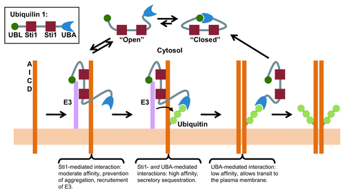 Figure 1. Schematic overview of the potential role of ubiquilin-1 in regulating APP maturation and trafficking. Ubiquilin-1 binds to APP via the Sti1 domains and possibly recruits an E3 ligase. Ubiquitination greatly increases the affinity of ubiquilin-1 through interactions with the UBA domain. Maturation of APP decreases the affinity of ubiquilin-1 for APP leading to eventual release. See text for details.
