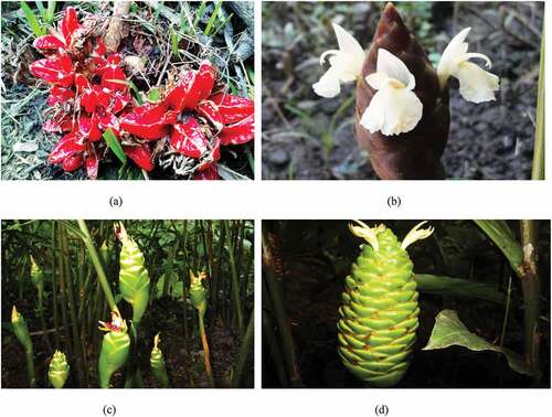 Figure 1. Plants with inflorescences of (a) Zingiber kangleipakense Kishor & Škorničk, (b) Zingiber montanum(J. König) A. Dietr., (c) Zingiber officinale Rosc. and (d) Zingiber zerumbet (Linn.) Rosc. ex Smith.