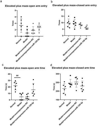 Figure 5. Elevated plus maze test detects the behavioral characteristics of mice in the normal group, model group, model + control virus group, and model + miR-129-5p virus group. ##, p < 0.01.