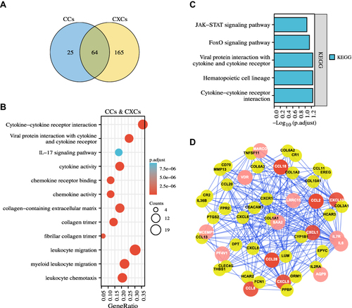 Figure 5 Identification of DEGs, functions, pathways, and protein-protein network (PPI) of the prognosis-related chemokines in GBM. (A) The Venn diagrams showed a total of 64 overlapped DEGs identified from the CCLs (CCL2, 8, 18, 28) and CXCLs (CXCL1, 5, 13) datasets. (B) GO and KEGG analysis showed multiple biological processes and several pathways of the overlapped DEGs. (C) Functional enrichment analysis showed five pathways of the prognosis-related overlapped DEGs. (D) Protein-protein interactions (PPIs) network identified common differentially expressed genes shared by the seven prognosis-related chemokines datasets. Nodes in red indicated the seven prognosis-related chemokines, and nodes in pink showed the prognosis-related common genes in GBM.