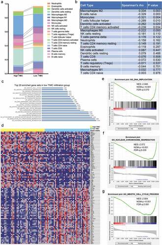 Figure 5. Correlation analysis and Gene set enrichment analysis (GSEA) were applied to explore microenvironmental changes caused by TIMC and potential mechanism behind TIMC’s positive prognostic value. (a) Other TIICs abundance was different between two groups When the samples were stratified with the median TIMC abundance. (b) There is a positive association between Macrophage M2 and mast cells (Spearman’rho = 0.334, p = .003). While B cells naive, monocytes, T cells follicular helper, Dendritic cells activated and T cells CD4 memory activated are negatively correlated with mast cells (Spearman’rho = −0.329, p = .003; Spearman’rho = −0.321 p = .004; Spearman’rho = −0.289, p = .010; Spearman’rho = −0.262, p = .020; Spearman’rho = −0.239, p = .034). (c) Top 20 enriched pathway. (d) There was a significant difference in gene expression between two groups. (e-g) Gene expression was significantly enriched in DNA replication, nuclear chromosome segregation, and meiotic cell cycle process in the low TIMC group.