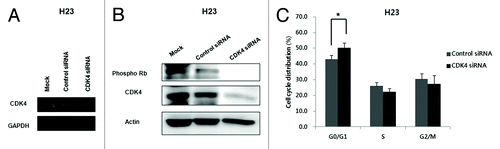 Figure 2. Efficient inhibition of CDK4 mRNA and protein and changes in cell cycle distribution in H23 cells transfected with CDK4 siRNA. (A) Expression of CDK4 mRNA examined by RT-PCR 48 h after CDK4 siRNA transfection. GAPDH was used as a loading control. (B) Expression of CDK4 and pRb protein was significantly reduced 48 h after CDK4 siRNA transfection. Actin was used as a loading control. (C) Cell cycle distribution. G0/G1 phase increased 48 h after CDK4 siRNA transfection of H23 cells. Each experiment was performed in triplicate. Data represent the mean ± SD. Statistically significant differences between the CDK4 siRNA and control are presented as *(P < 0.05).