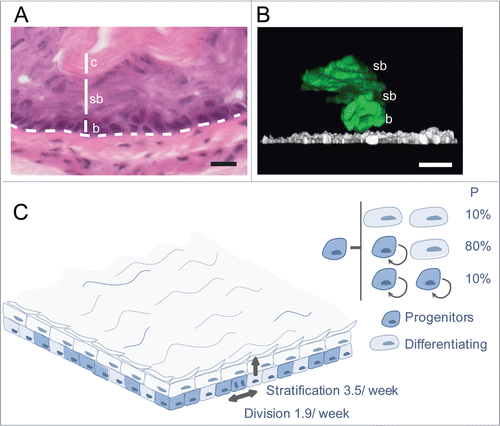 Figure 1. Stochastic cell fate behavior of normal mouse esophageal epithelium. (A) Section of mouse esophageal epithelium showing multilayered squamous tissue devoid of appendages. Basal cells (b) overlie a basement membrane (dashed line) above submucosa. Basal cells stratify into suprabasal layers (sb), migrating toward the surface of the epithelium, lined by cornified cells (c), which are continually shed into the esophageal lumen. Scale bar 50 μm. (B) Side view of a 3-dimensional reconstruction showing typical EYFP labeled (control) clones 10 d post induction.Citation24 EYFP is green and α6 integrin in white, scale bar 10 μm, b indicates a basal cell and sb suprabasal cells. (C) Cell fate in normal homeostatic mouse esophageal epithelium.Citation24 Progenitor cell division is linked to the exit of a nearby differentiating cell from the basal layer. The average rates of progenitor cell division and differentiated cell stratification are 1.9/week and 3.5 /week respectively. Each division may have one of 3 outcomes: 2 progenitor daughters, 2 differentiating daughters (a terminal division in which neither daughter divides again) or one cell of each type. The outcome of an individual division is unpredictable, but the likelihood of each division outcome, indicated as a percentage, is the same for all progenitors.