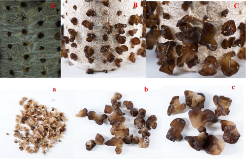 Figure 1. Different stages of fruiting bodies of Auricularia heimuer. A, B and C represent primordium (A), immature fruiting bodies (B) and mature fruiting bodies (C) in cultivation bags, while a, b and c indicate materials collected from the corresponding cultivation bags.