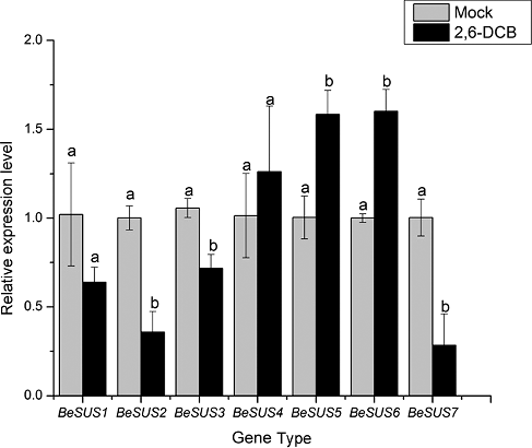 Figure 6. Relative transcript levels of BeSUS1–7 in response to 2,6-DCB.