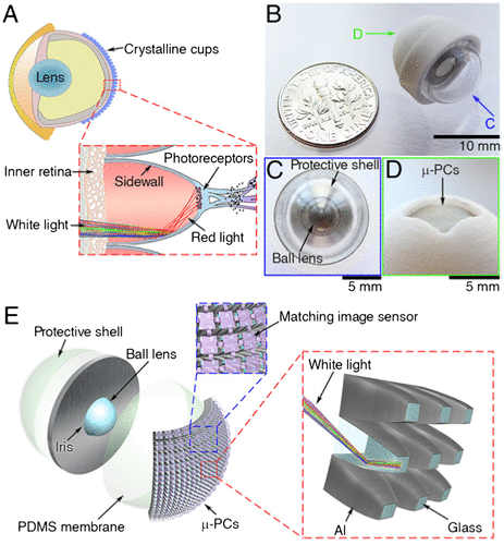 Figure 21. (a) Schematic diagram showing the eye anatomy of elephantnose fish. Note the crystalline cup in the retina. (b) Artificial eye, (c) its front view, (d) its back view (e) individual parts of the artificial eye, (inset) structure of micro-photocollectors. Source: Liu et al. 2016, reproduced with permission from PNAS.