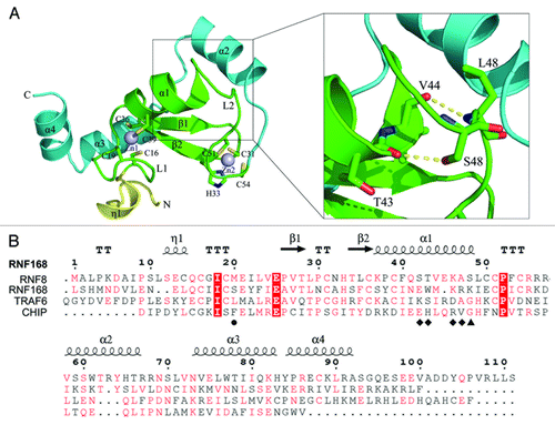 Figure 1. Overall structure of RNF8N-111. (A) Ribbon representation of the structure of RNF168N-111. The enlarged view of the interaction of helix α1 with the followed loop is shown on the right side. Amino acid residues are shown in a stick mode. Zinc ions are shown in a sphere mode. The core RING domain, the fragments preceding and following the RING domain are colored green, yellow and cyan, respectively. (B) Structure-based sequence alignment of RNF168 RING domain, TRAF6 RING domain, CHIP U-box domain and RNF8 RING domain. The conserved residues are in red and strictly conserved residues are highlighted red. The residues involved in the interaction with UBC13 on the central α helix are labeled by diamond. M20 and S48 of RNF168 and corresponding residues of TRAF6, CHIP and RNF8 are labeled by circle and triangle, respectively.