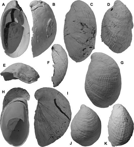 Fig. 14  (A-D, G–I) Maoricrypta profunda (Hutton); A,B, lectotype, TM8223, “Shakespeare Cliff” (wrong; Tangahoe Formation (Waipipian), Waihi Beach, Hawera); height 31.5 mm; C,D, 2 specimens, GS4253, Q22/f7544, Upper Waipipi Shellbed (Waipipian), Waverley Beach, W of Wanganui; C, height 45.1 mm (radial costae on early part only); D, height 38.5 mm (narrow radial costae all over); G, GS4356, S22/f6481, Nukumaru Brown Sand (late Nukumaruan), Mangawhero Road, W of Wanganui; height 40.4 mm; H, I, GS14094, Q21/f6501A, Tangahoe Formation (Waipipian), Waihi Beach, Hawera; large smooth specimen, height 64.6 mm. (E,J) Maoricrypta youngi Powell, Castlecliff fossils; E, GS4014, R22/f6513, basal shellbed member of Shakespeare Cliff Sand; left side view, height 14.4 mm; J, GS4022, R22/f6360, Pinnacle Sand (OIS 14), head of “the pinnacles” gully; dorsal view, height 15.2 mm. (F,K) Maoricrypta radiata (Hutton), holotype of Crypta opuraensis Bartrum & Powell, AUGD G5739, Kaawa Creek, SW Auckland, Opoitian; height 23.5 mm.