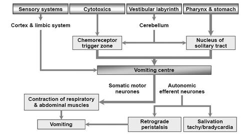 Figure 2 Schematic diagram of vomiting reflex.