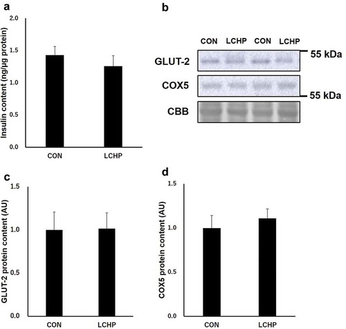 Figure 4. Effects of low-carbohydrate high-protein (LCHP) diet on insulin content (a), representative blots of GLUT-2 and COX5 (b), GLUT-2 (c), and COX5 (d) protein contents in the pancreas of mice.Values are means ± SEM, n = 7–8. A.U., arbitrary unit.