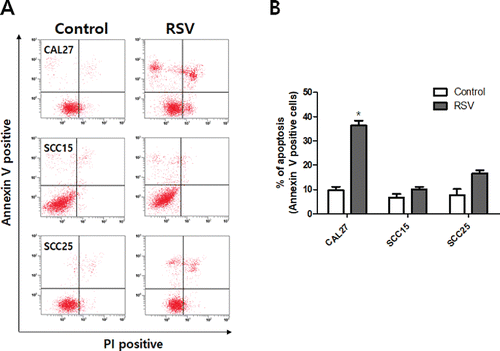 Figure 4. Annexin V-FITC/PI staining of CAL27, SCC15, and SCC25 cells treated with resveratrol. Cells were treated with 100 μM resveratrol for 24 h. A: Cells were collected and subjected to Annexin V-FITC/PI staining and analyzed using flow cytometry. B: The graph visualizes early and late stage apoptotic cells. Results were expressed as the mean ± SD (n = 3) (*p < 0.05).