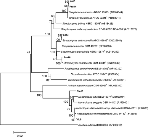 Fig. 3. Phylogenetic tree based on 16S rRNA gene sequences of the six antagonistic strains isolated in this study and their closest relatives. The tree was constructed using the neighbour-joining algorithm. Bootstrap values based on 1000 replicates are shown at the nodes of the tree. The bar indicates a distance of 0.02 substitutions per nucleotide position. Bacillus subtilis was used as an outgroup.