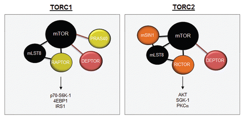 Figure 3 mTOR complexes. mTOR is composed of two distinct complexes, mTORC1 and mTORC2. TORC1 is composed of mLST8, RAPTOR, DEPTOR and PRAS40, while the mTORC2 complex is composed of mSIN1, mLST8, RICTOR and DEPTOR. mTORC1 signals to S6K1, 4EBP1 and IRS1, whereas mTORC2 activates AKT, SGK1 and PKCα.