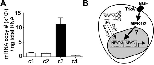 Figure 4. NFAc3 is the predominant NFAT isoform in PC12 cells. A. After constructing standard curves for each NFAT isoform, SYBR-based qPCR was performed with total RNA isolated from PC12 cells to calculate absolute copy number of each NFAT isoform. n = 3 B. Proposed model: NFATc3, a major NFAT isoform in PC12 cells shuttles in and out of the nucleus by CaN, an NFAT phosphatase and several kinases, respectively. An increase in NFAT-dependent gene expression by NGF depends on the MEK1/2 pathway via uncharacterized mechanisms in PC12 cells. Data are presented as mean ± S.E.M.