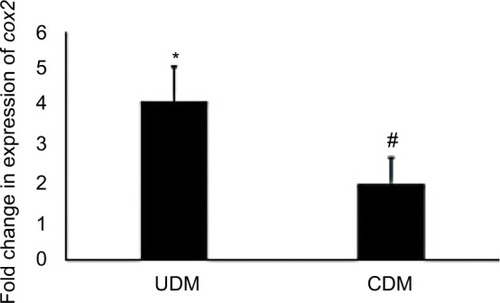 Figure 8 Gene expression analysis of cox2 gene in the livers of diabetic mice.