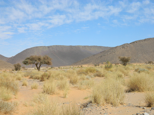 Figure 6. The Acacia tortilis var. raddiana, Panicum turgidum and Foleyola billotii association Quézel Citation1965, Ougarta, A.N. Benghanem, 31 March 2014.