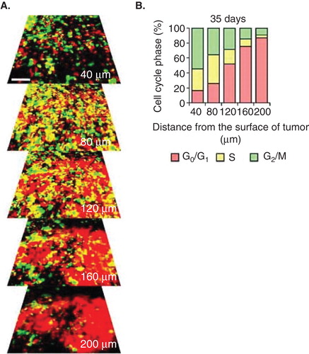 Figure 1. Cell-cycle phase distribution of cancer cells at the tumor surface and center. (A) fluorescence ubiquitination-based cell cycle indicator (FUCCI)-expressing MKN45 human stomach cancer cells were implanted directly in the liver of nude mice and imaged at day 35. (B) Histogram shows the cell cycle distribution in the tumor at day 35 after implantation. Histogram shows the distribution of FUCCI-expressing cells at different distances from the center. The vast majority of cancer cells are in G0/G1 below 120 μm from the tumor surface.