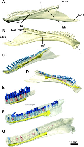 FIGURE 18. Left dentary of Erlikosaurus andrewsi (IGM 100/111) in A, C, lateral, and B, D, medial views. Right dentaries of Falcarius utahensis in medial view: E, UMNH VP 14527, F, UMNH VP 14529, G, UMNH VP 14528. Bone in C–G rendered transparent to visualise teeth (in blue), replacement teeth (in red), and neurovascular structures (in yellow). Abbreviations: a.pra, prearticular articulation; a.sur, surangular articulation; fo, neurovascular foramina; lsh, lateral shelf; mf, Meckelian fossa; sf, symphyseal facet.
