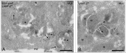 Figure 3. MLII B cells accumulate inclusion bodies. (A-B) Ultrathin cryosections of MLII B cells showing the presence of inclusion bodies, which contain intraluminal vesicles, membrane sheets and undegraded material (indicated by asterisks). The endosomal nature of the inclusion bodies was confirmed by the presence of BSA-gold5 after 3 h of uptake (arrows in A) and the presence of the lysosomal membrane protein LAMP-2 (10 nm gold particles) in their limiting membrane. Occasionally mitochondria were recognized inside the inclusion bodies, as illustrated in (B). IB, inclusion body; M, mitochondrion; N, nucleus; PM, plasma membrane. Bars, 500 nm.
