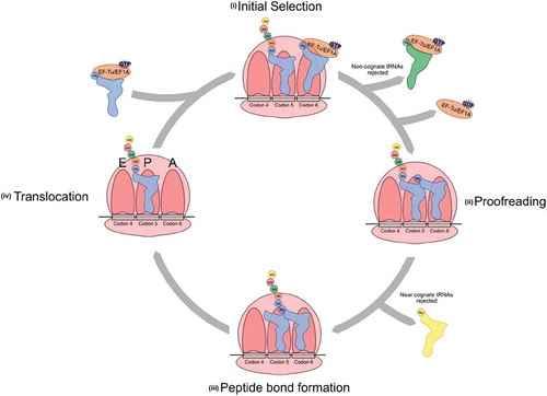 Figure 5. Aminoacyl-tRNA at the ribosome. Aminoacyl-tRNAs are recognized by GTP-bound EF-Tu in bacteria or EF1A in eukaryotes and recruited to the elongating ribosome in an mRNA-independent manner. During initial selection (i), codon–anticodon interactions are monitored by the ribosome and non-cognate tRNAs are rejected. A cognate codon–anticodon interaction triggers GTP hydrolysis by EF-Tu/EF1A and a conformational change that puts the aminoacyl branch of the tRNA into the peptidyl transferase centre. Proofreading (ii) occurs as a second check to ensure proper codon–anticodon pairing. Here, near-cognate matches that may have made it past initial selection are rejected. A cognate codon–anticodon interaction triggers peptide bond formation (iii) and the amino acid is added to the growing polypeptide chain. Translocation (iv) moves the tRNA containing the polypeptide chain into the P site and the cycle repeats