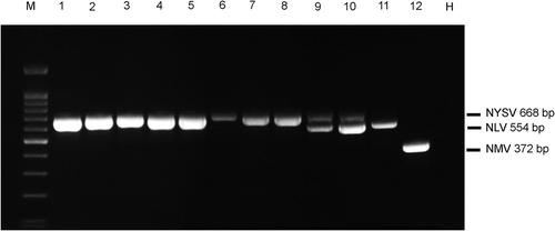 Fig. 3 Detection of 12 samples with conspicuous symptoms on the leaves of cultivars collected from Zhangzhou, Pintan and the Netherlands using the optimized multiplex RT-PCR of three pairs of virus-specific primers for Narcissus yellow stripe virus (NYSV), Narcissus latent virus (NLV) and Narcissus mosaic virus (NMV). M, 100 bp DNA marker (Tiangen, Beijing, China); lanes 1–4, samples from Zhangzhou; lanes 5–8, samples from Pintan; lanes 9–12, samples from the Netherlands; H, healthy sample.