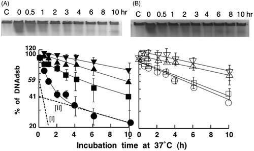 Figure 2. Effect of heat exposures prior to X-ray irradiation on DSB repair. (A) hybrid cells (closed symbols). (B) scid cells (open symbols). Cells were exposed to heat at 44 °C and then irradiated with 20 Gy of X-ray. Circles: non-heat-exposed cells; squares: heat exposure for 15 min; triangles: heat exposure for 30 min; reverse triangles: heat exposure for 45 min. These data are averages of four independent experiments.