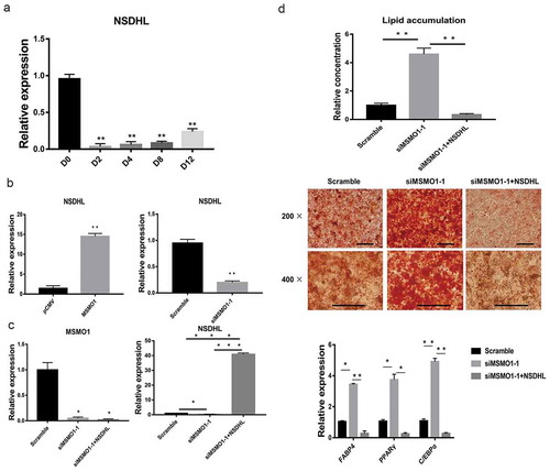 Figure 9. Interaction between MSMO1 and NSDHL.(a) 3T3-L1 preadipocytes were differentiated in differentiation medium for 12 days and the expression of NSDHL was determined at the indicated times by qRT-PCR. (**P < 0.01 vs. D0. β-actin mRNA was used as control). (b) NSDHL expression was determined in pCMV-MSMO1 or MSMO1 siRNA transfected 3T3-L1 preadipocytes by qRT-PCR after transfected 24 h. (**P < 0.01 vs. control vector or scramble. β-actin mRNA was used as control). (c) 3T3-L1 preadipocytes were differentiated in differentiation medium for 9 days and the expression of MSMO1 and NSDHL was determined in MSMO1 siRNA transfected or MSMO1 siRNA and pCMV-NSDHL co-transfected 3T3-L1 preadipocytes by qRT-PCR after transfected 24 h. (*P < 0.05, ***P < 0.001 vs. siMSMO1-1 or scramble. β-actin mRNA was used as control). (d) Adipogenesis was assessed by Oil Red O staining and expression of PPARγ, FABP4 and C/EBPα on D9. Scale bar indicates 100 µm. (*P < 0.05, **P < 0.01 vs. scramble or siMSMO1-1+ NSDHL. β-actin mRNA was used as control).