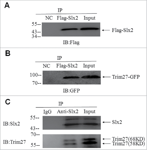 Figure 4. Interaction between Trim27and Slx2, identified using yeast 2-hybrid analysis and confirmed using co-immunoprecipitation (CoIP). (A and B). CoIP using lysates from HEK293T cells co-transfected with Trim27-GFP and FLAG- Slx2. (C). The in vivo interaction between Trim27 and Slx2 was confirmed by Co-IP experiments on testicular lysates.