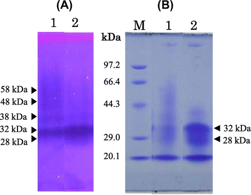 Fig. 4. SDS-PAGE of culture medium of recombinant P. pastoris X-33 before and after treatment with Endoglycosidase H (Endo H).Notes: Panels: (A) Chitinase activity staining; (B) protein staining. Lanes: 1, before treatment with Endo H; 2, after treatment with Endo H; M, molecular markers.