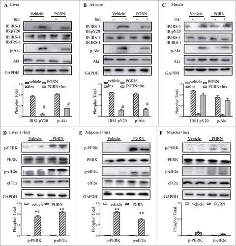 Figure 3. Effects of PGRN on ER stress and insulin signaling in liver, adipose tissue and skeletal muscle. All analyses compared age- and sex-matched mice injected daily with saline solution or PGRN for 21 d. For insulin signaling, they were injected with 2 IU/kg of insulin (Ins). The relative quantity of proteins was analyzed using the Image J software. (A–C) Phosphorylation of IRS-1 tyrosine and Akt Ser-473 in liver, adipose tissue and skeletal muscle. (D–F) The phosphorylation of PERK and eIF2α in the liver, adipose tissue and skeletal muscle of mice co-treated with insulin and PGRN. The data expressed as means ± SEM in each bar graph. *P < 0.05, **P < 0.01 (vs. vehicle). #P < 0.05 (vs. Ins).