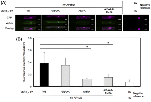 Fig. 7. Effects of mutated amino acids in predicted CRSs on the interaction between AP1M2 and VSR4CT by a BiFC assay.