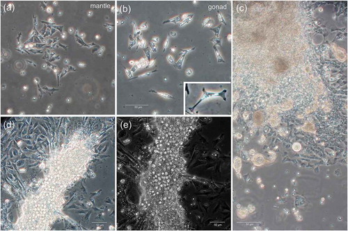 Figure 4. Adherent cells. (a) Phase contrast image of adherent cells in mantle cell culture. (b) Phase contrast image of adherent cells in germ cell culture. (c-d) Phase contrast images of adherent cells in germ cell culture: explants are surrounded by a plenty of fibroblast-like cells. (c) Some smaller masses of cells appear to detach from the explant. (d) Fibroblast-like cell pseudopodia appear to be connected with the cell masses. (e) The same sample of (d), but a slightly different field, at phase-contrast