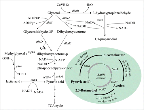 Figure 1. The glycerol metabolic pathway in Klebsiella.