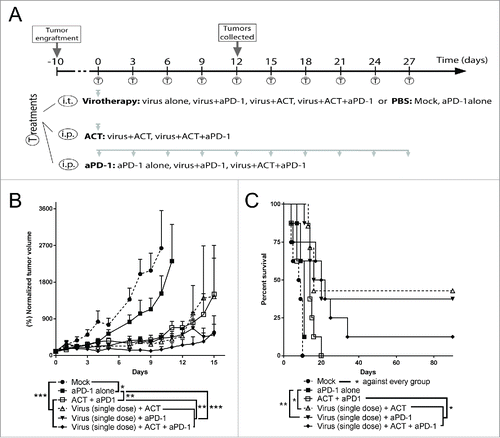 Figure 1. Proof of concept antitumor efficacy and overall survival after the combination of virotherapy with checkpoint blockade and adoptive cell therapy. (A) 7–8 animals per group received subcutaneous B16.OVA tumors that were grown for 11 days. Then, 1 × 108 viral particles of non-replicating adenoviruses (coding for mIL2 and mTNFa) or PBS were injected intratumorally. The same day, depending on the group they belonged, 2 × 106 CD8+ OT-1 T cells were adoptively transferred and/or 0.1 mg of anti-PD-1 were injected. Anti-PD-1 treatment was repeated 5 more times every 3 days. (B) Normalized mean tumor volume and SEM at day 15. (C) Overall survival.