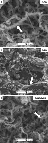 Figure 1. CS surfaces after 49 d exposures to amended IO with different bacterial additions and bulk oxygen. (a) Twisted iron oxide encrusted stalks (arrow) after aerobic exposure with FeOB M. ferrooxydans PV-1. (b) Remnant grain boundaries (arrow) were observed on the CS surface after anaerobic exposure with FeRB Geothermobacter sp. HR-1. (c) Denuded stalks (arrow) under aerobic conditions with co-cultures of FeOB M. ferrooxydans PV-1 and FeRB Geothermobacter sp. HR-1.