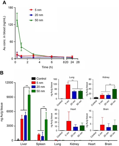 Figure 7 In vivo blood clearance (A) and tissue biodistribution (B) of different sized gold nanaoparticles (AuNPs) in BALB/c mice after intravenous administration at the dose of 0.5 mg/kg. Blood samples were collected at the indicated time points, and the Au content in blood was detected by inductively coupled plasma mass spectrometry (ICP-MS) analysis. At 24 hrs postinjection, major organs were excised and extracted for ICP-MS analysis. **P<0.01.