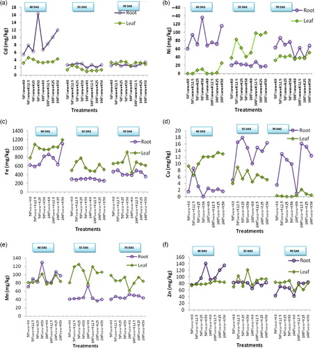 Figure 2. Cd, Ni, Fe, Cu, Mn, and Zn in leaf and root at different stages of growth.