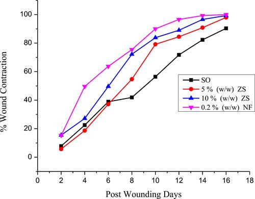 Figure 2 Percentage of wound area contraction effects of simple ointment, 5% w/w and 10% w/w ZS extract ointments, and 0.2% w/w NF treatments in mice in excision model.