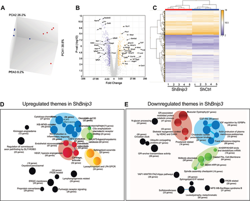 Figure 9. BNIP3-loss in NP cells significantly impacts NP cell transcriptomic program. (A) Transcriptomic clustering profile by Principal Component Analysis (PCA) of ShCtrl and ShBnip3 cells. (B, C) Volcano plot and Hierarchical clustering of differentially expressed genes (DEGs) with FDR ≤0.05%, >2-fold change. The CompBio biological process maps generated from DEGs FDR ≤0.05% and 2-fold change are shown. (D) Themes associated with upregulated DEGs immune responses (blue), green), ECM-angiogenesis (red), sphingolipids (yellow) are highlighted. (E) Themes associated with downregulated DEGs ECM-muscle (Orange), cell-matrix interaction (blue), cell-membrane receptors (green) are highlighted. The size of a sphere is related to its enrichment score and thickness of the lines connecting themes signifies the number of genes shared between them.