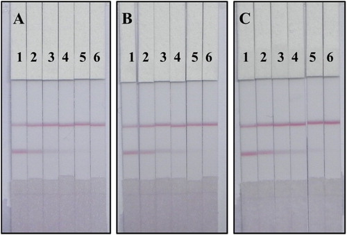 Figure 8. Images of TDF and TDN detection by CG test strip in tomato sample: (A) tomato sample spiked with TDF; (B) tomato sample spiked with TDN; (C) tomato sample spiked with TDF mixed with TDN (1:1, w/w). A series of tomato samples spiked with TDF and TDN were tested by colloidal gold test strip: 1=0 ng/g, 2=10 ng/g, 3=25 ng/g, 4=50 ng/g, 5=100 ng/g and 6=250 ng/g.