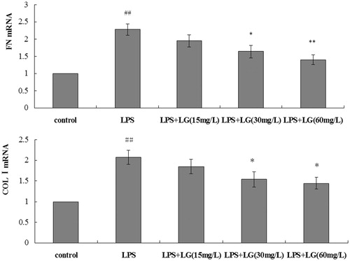 Figure 3. Effect of Ligustrazine on FN and COL-I mRNA expression in RPMCs exposed to LPS. Cells were treated for 24 h with 5 mg/L of LPS in the absence or the presence of Ligustrazine (15, 30, and 60 mg/L). Results are shown as mean ± SD and are representative of three independent experiment. *p < 0.05, **p < 0.01 versus LPS; #p < 0.05, ##p < 0.01 versus Control. LG: Ligustrazine.