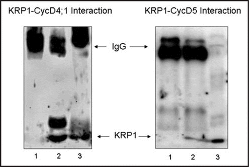 Figure 1 Association of maize D cyclins with maize KRP1. Protein extracts from 12 h imbibed maize embryo axes were immunoprecipitated using anticyclin D4;1 antibody (A) or anti-Cyclin D5 antibody (B) and immunoprecipitates were prepared for western blotting, using an anti-maize KRP1 antibody. Lane 1, KRP1 antibody alone; lane 2, antibody + maize protein extract; lane 3, maize protein extract.