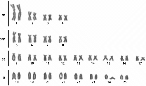 Figure 1 Giemsa-stained karyotype showing 2n = 50 chromosomes of one individual of Astyanax bockmanni from the Alambari River, southeastern Brazil.