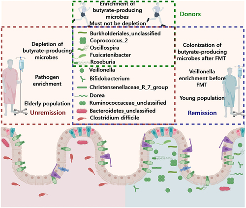 Figure 7. Microbiota characteristics of donor and recipient associated with FMT therapy prognosis in rCDI patients. The group of genera marked in green encompass butyrate-producing bacteria and their commensal microbes. Conversely, the genera highlighted in red include pathogenic bacteria and their associated commensal microbes. Except for Bacteroidetes_unclassified and Burkholderiales_unclassified, all genera belong to Firmicutes.