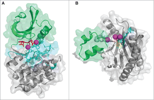 Figure 2. Atomic structures of eSTKs and eSTPs. (A) 3.0 Å atomic structure cartoon/surface of the PknB eSTK from M. tuberculosis (PDB code 1MRU; ref. Citation21). The two distinct lobes of the structure can easily be seen: (i) the N-terminal PKA subdomain consisting primarily of β-strands (colored green), and (ii) the a C-terminal subdomain almost entirely composed of α-helices (colored gray). Residues that make up the catalytic active pocket are colored in cyan. These residues include the metal (magnesium) binding domain, conserved Hank's-type ATPase active site motif “DXXPXN” and substrate interaction domain. The phosphothiophosphoric acid-adenylate ester (or AGS) substrate is colored red and magnesium ions colored magenta. (B) Cartoon/surface representation of the 2.65 Å atomic structure of the eSTP from S. agalactiae (PDB code 2PK0; ref.Citation48). The Flap domain, thought to be involved with substrate interactions, is colored green. The conserved “DMGG” catalytic pocket motif that coordinates 2 of the 3 magnesium ions (colored magenta) is shown in cyan. In the DMGG motif the sulfur atoms are colored yellow, nitrogens blue and oxygens red.