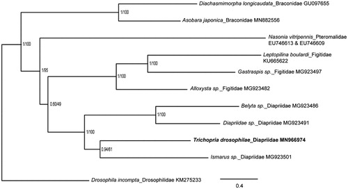 Figure 1. Phylogenetic relationships among four parasitoid families that all parasitize drosophilid species inferred from nucleotides of 13 PCGs and two rRNAs using Bayesian and Maximum-likelihood (ML) methods (GenBank accession numbers provided). The Bayesian posterior probabilities (PP) and bootstrap support (BS) are marked besides the nodes. Drosophila incompta were set as outgroup.