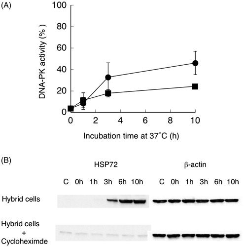 Figure 1. (A) Recovery of DNA-dependent protein kinase (DNA-PK) activity after heat treatment of hybrid cells at 44 °C for 15 min with (■) or without (●) cycloheximide. Non-treated cell DNA-PK activity was set to 100%. Data are the average of two independent experiments. Error bars show the range. (B) Typical Western blot result of HSP72 and β-actin after heat treatment of hybrid cells with and without cycloheximide (CHX).