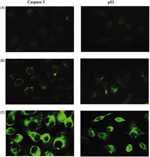 Figure 17. Immunostaining of caspase-3 (left lane) and P53 (right lane) of MCF-7 cells. (A) Non treated cells, (B) cells treated with 20 and (C) cells treated with 40 µg mL−1 of modified nanohesperidin loaded in PLGA- Polixamar 407.