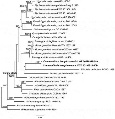 Figure 25. Phylogenetic relationship among Cremeoefibula and related genera inferred from the combined dataset of ITS, nLSU, and rpb2 regions. The topology is generated by the maximum likelihood algorithm. Bootstrap values and Bayesian posterior probabilities, when simultaneously above 50% and 0.8, respectively, are labelled at the nodes. The newly described species are in boldface.